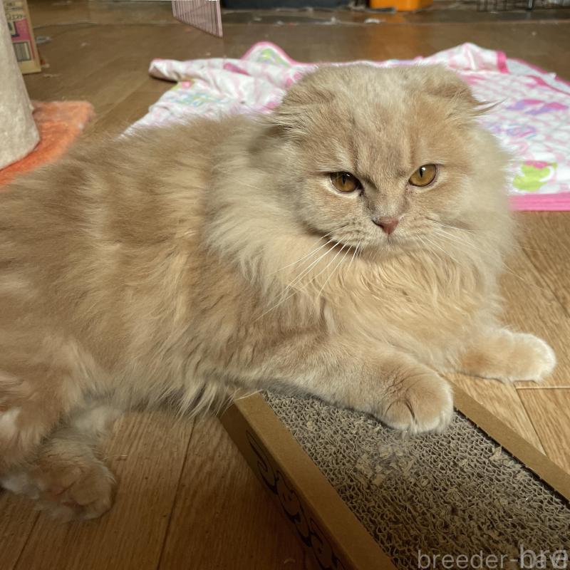 販売中の滋賀県のスコティッシュフォールド-138270の3枚目