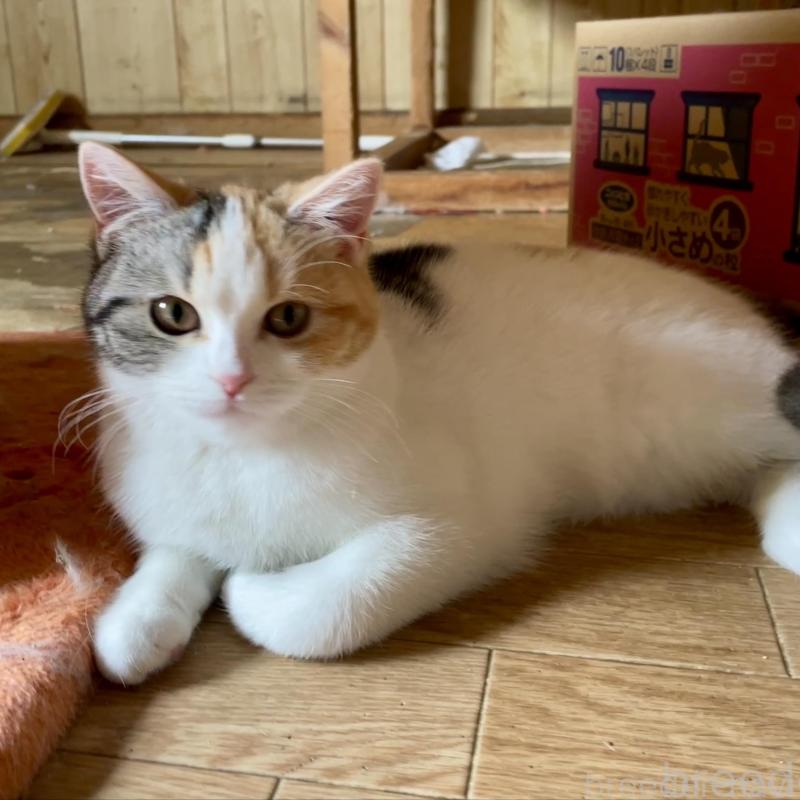 販売中の滋賀県のスコティッシュフォールド-138270の2枚目