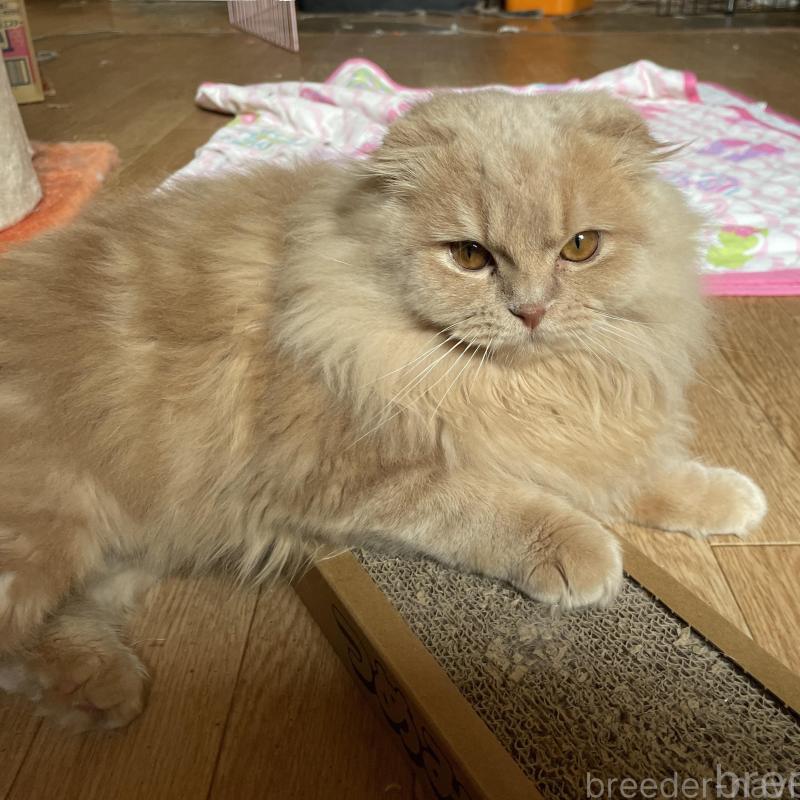 販売中の滋賀県のスコティッシュフォールド-138275の3枚目