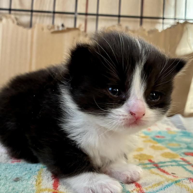 販売中の滋賀県のスコティッシュフォールド-138275