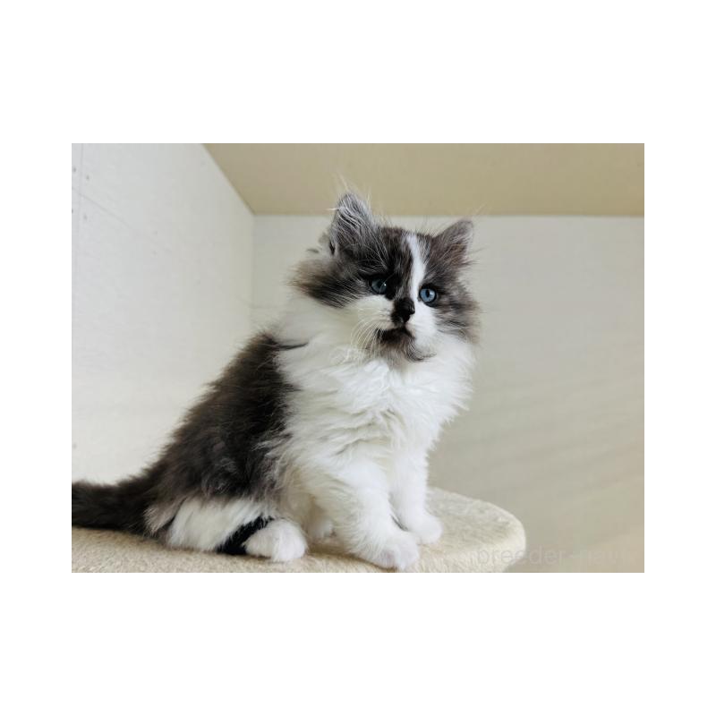 販売中の神奈川県のサイベリアン-138276の5枚目