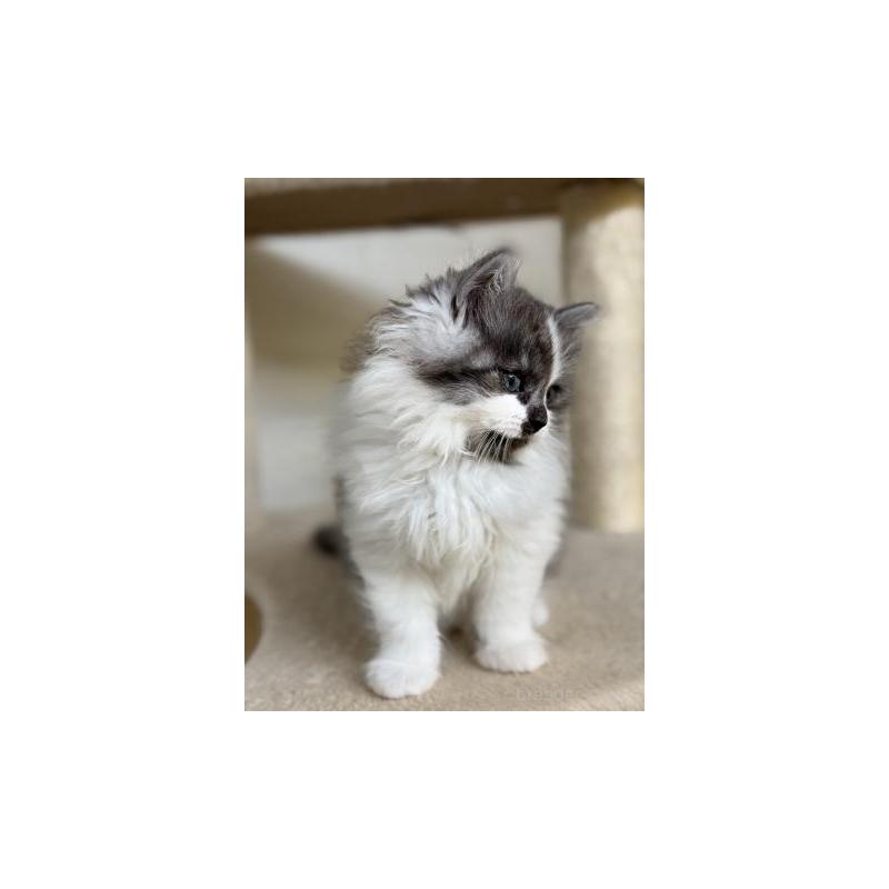 販売中の神奈川県のサイベリアン-138276の6枚目