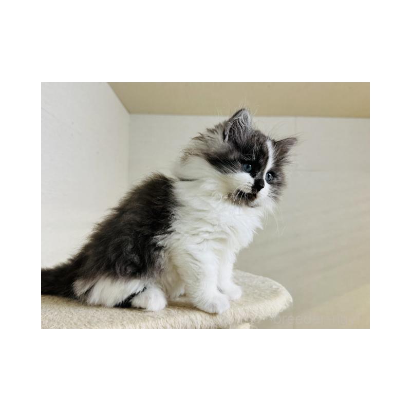 販売中の神奈川県のサイベリアン-138276の4枚目