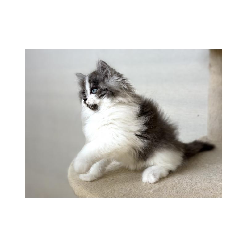 販売中の神奈川県のサイベリアン-138276の3枚目