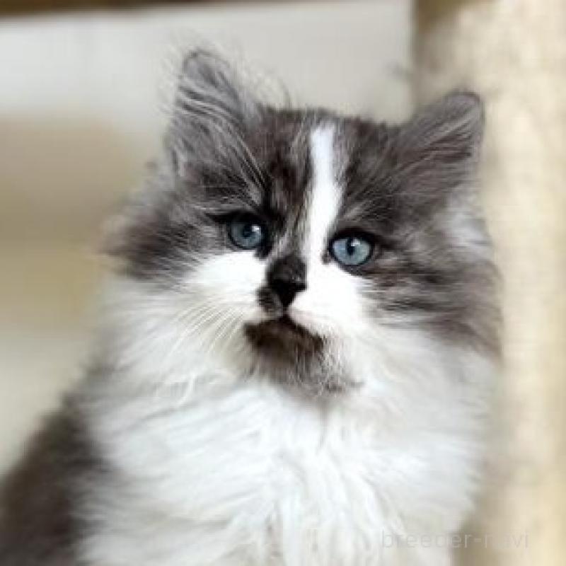 販売中の神奈川県のサイベリアン-138276の1枚目