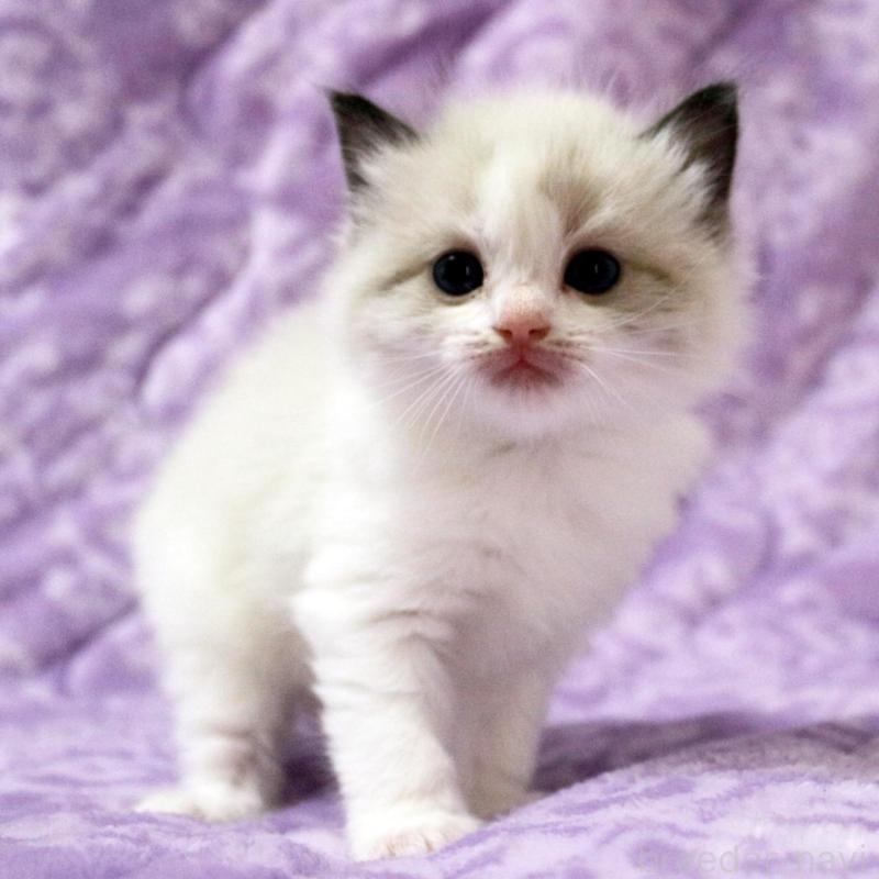 販売中の広島県のラグドール-138277の1枚目