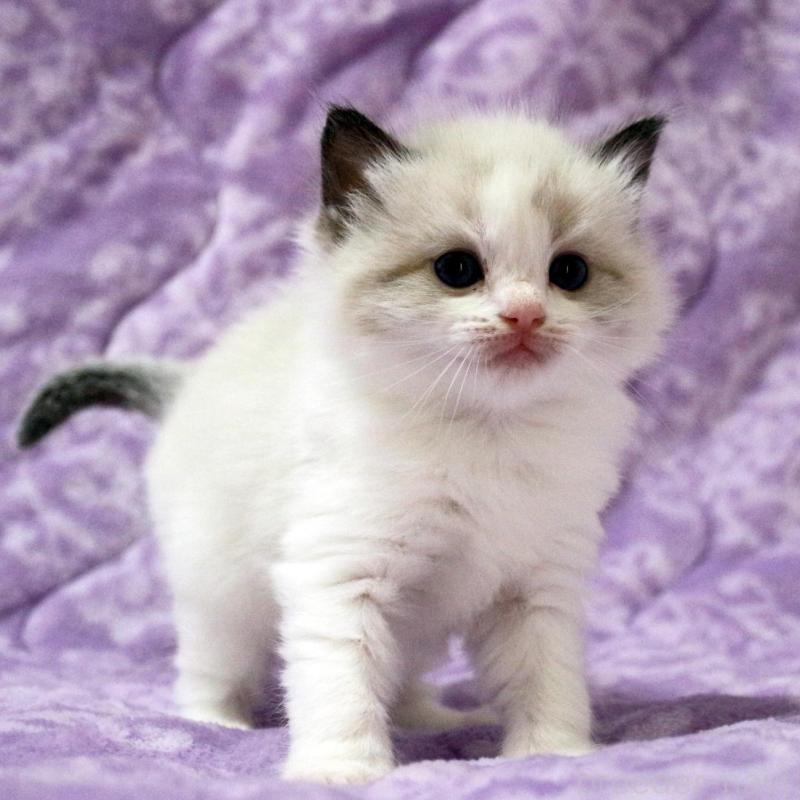 販売中の広島県のラグドール-138277の4枚目