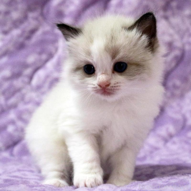 販売中の広島県のラグドール-138277の3枚目