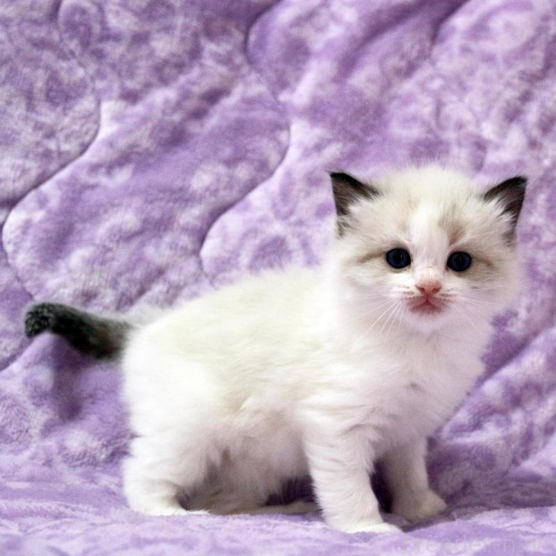 販売中の広島県のラグドール-138277の2枚目