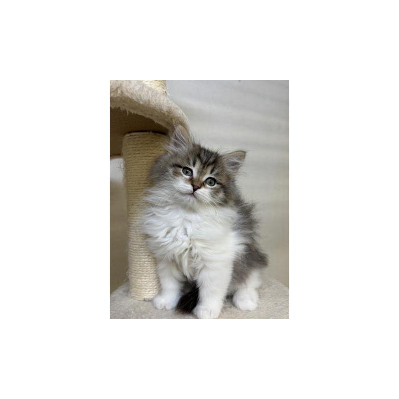 販売中の神奈川県のサイベリアン-138278の5枚目