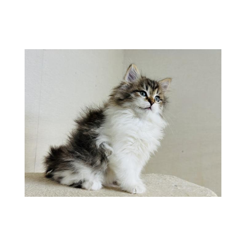 販売中の神奈川県のサイベリアン-138278の6枚目