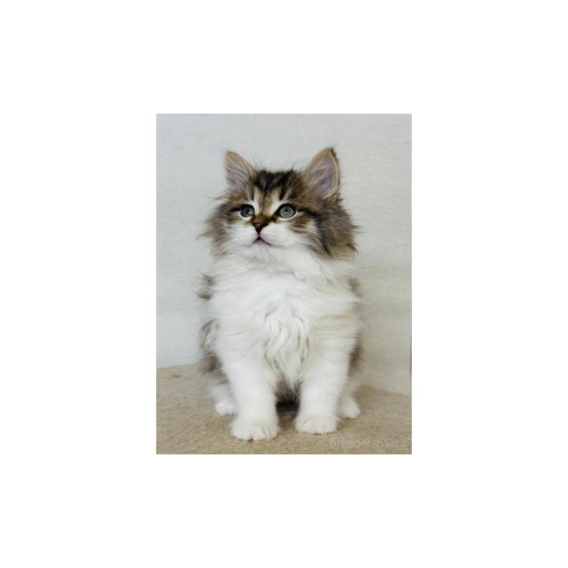 販売中の神奈川県のサイベリアン-138278の3枚目