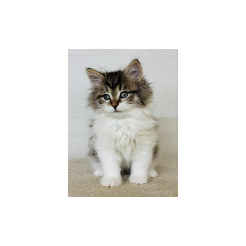 販売中の神奈川県のサイベリアン-138278の4枚目