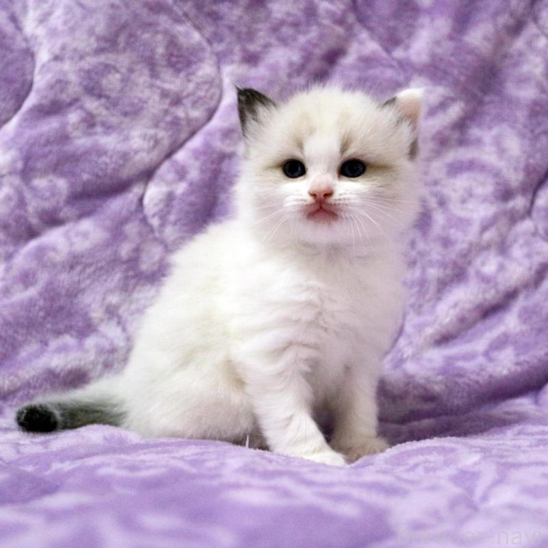 販売中の広島県のラグドール-138279の3枚目