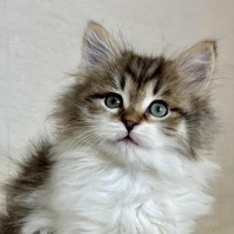 販売中の神奈川県のサイベリアン-138278