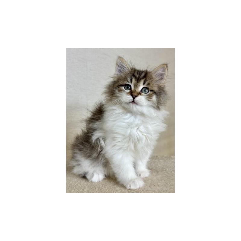 販売中の神奈川県のサイベリアン-138278の2枚目