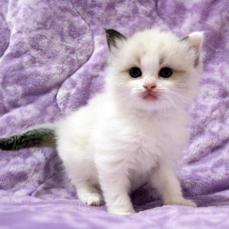 販売中の広島県のラグドール-138279