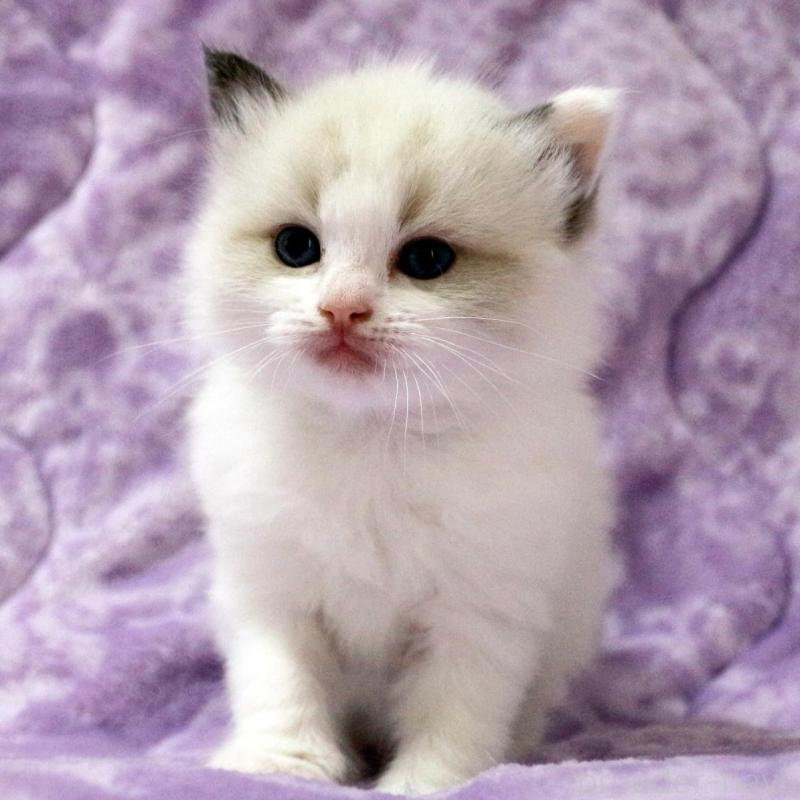 販売中の広島県のラグドール-138279の2枚目