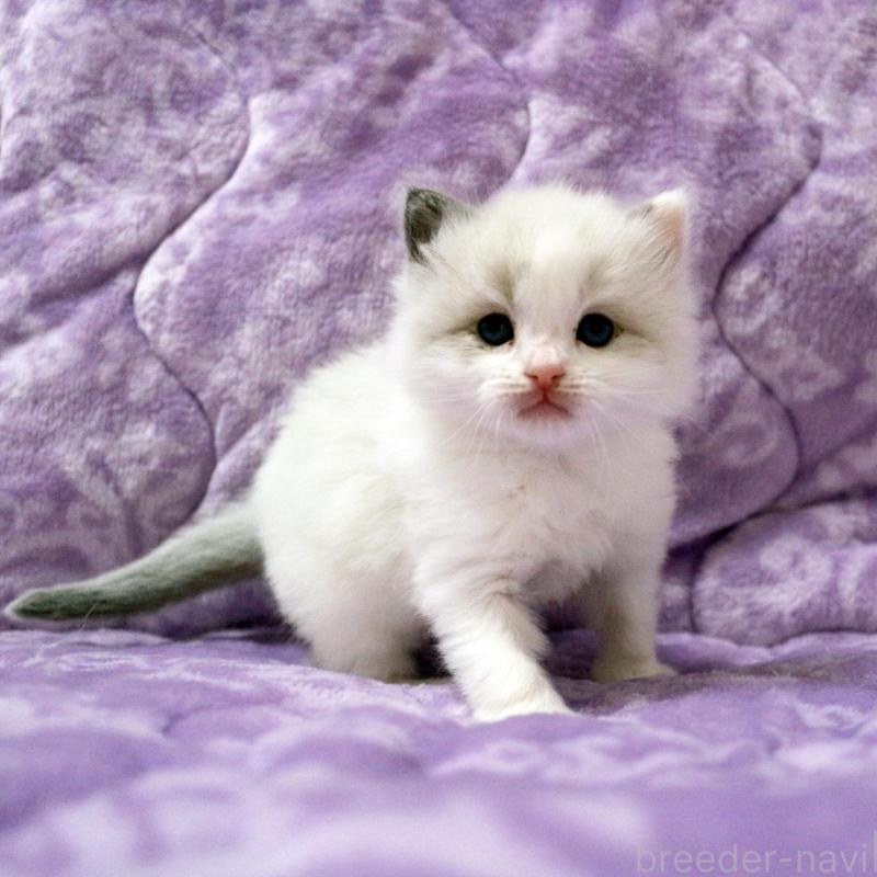 販売中の広島県のラグドール-138281の4枚目