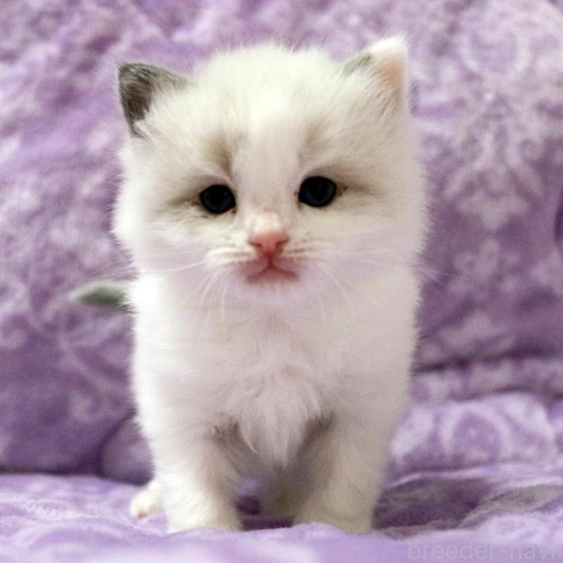 販売中の広島県のラグドール-138281