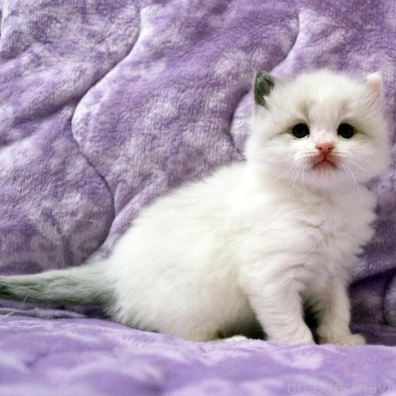 販売中の広島県のラグドール-138281の2枚目