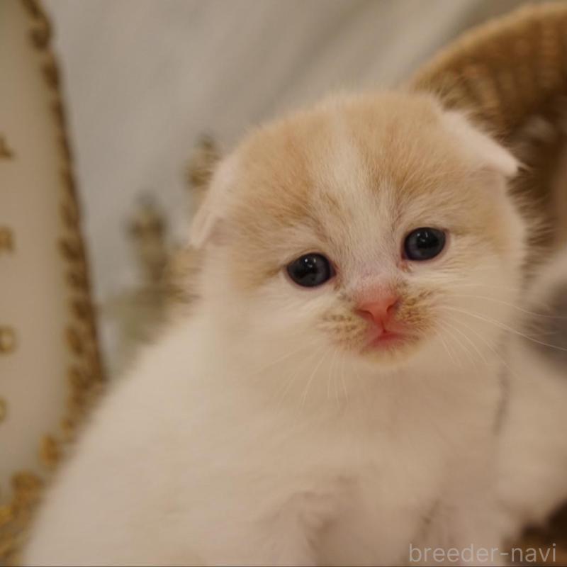 販売中の長野県のスコティッシュフォールド(折れ耳)-138280