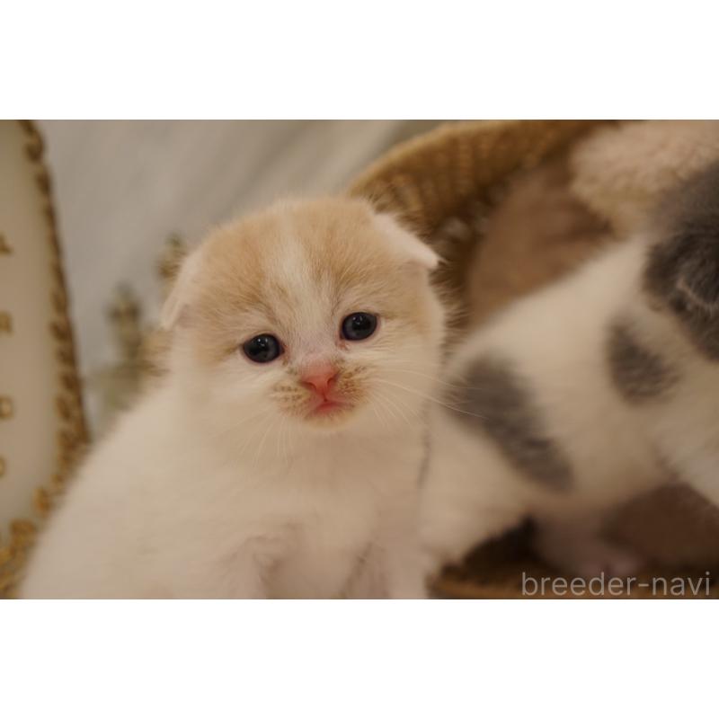 販売中の長野県のスコティッシュフォールド(折れ耳)-138280の2枚目