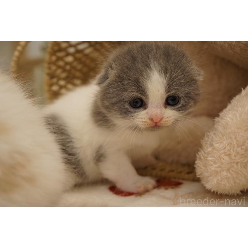 販売中の長野県のスコティッシュフォールド(折れ耳)-138282の4枚目