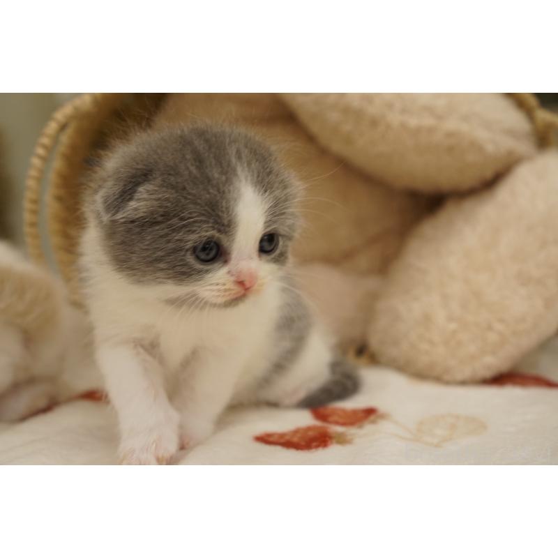 販売中の長野県のスコティッシュフォールド(折れ耳)-138282の3枚目