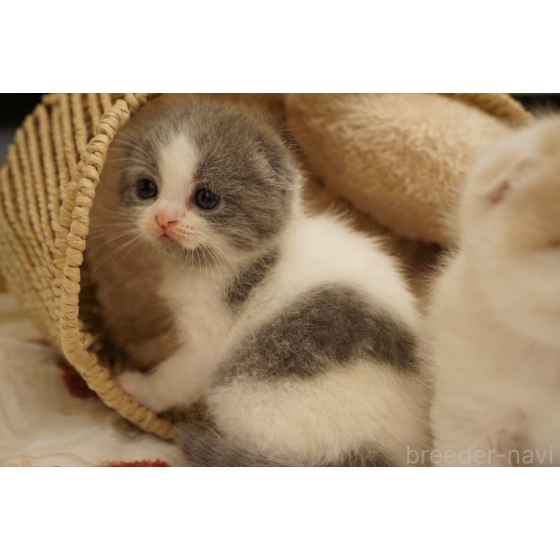 販売中の長野県のスコティッシュフォールド(折れ耳)-138282の2枚目