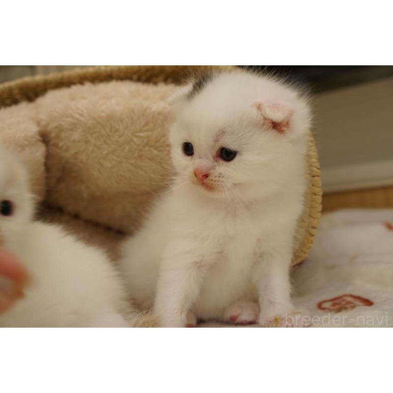 販売中の長野県のスコティッシュフォールド(折れ耳)-138283の5枚目