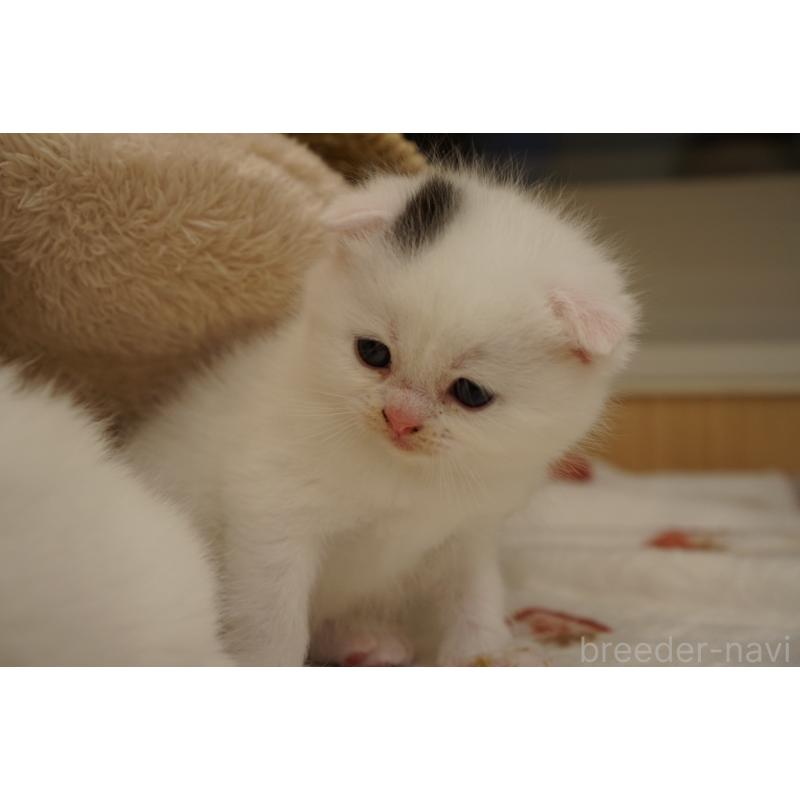 販売中の長野県のスコティッシュフォールド(折れ耳)-138283の4枚目