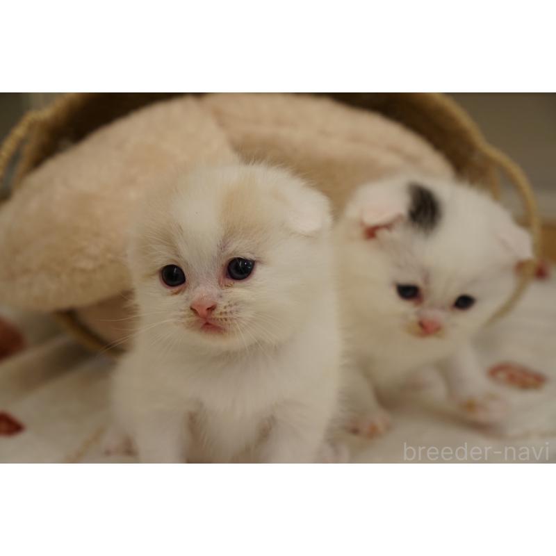 販売中の長野県のスコティッシュフォールド(折れ耳)-138283の3枚目