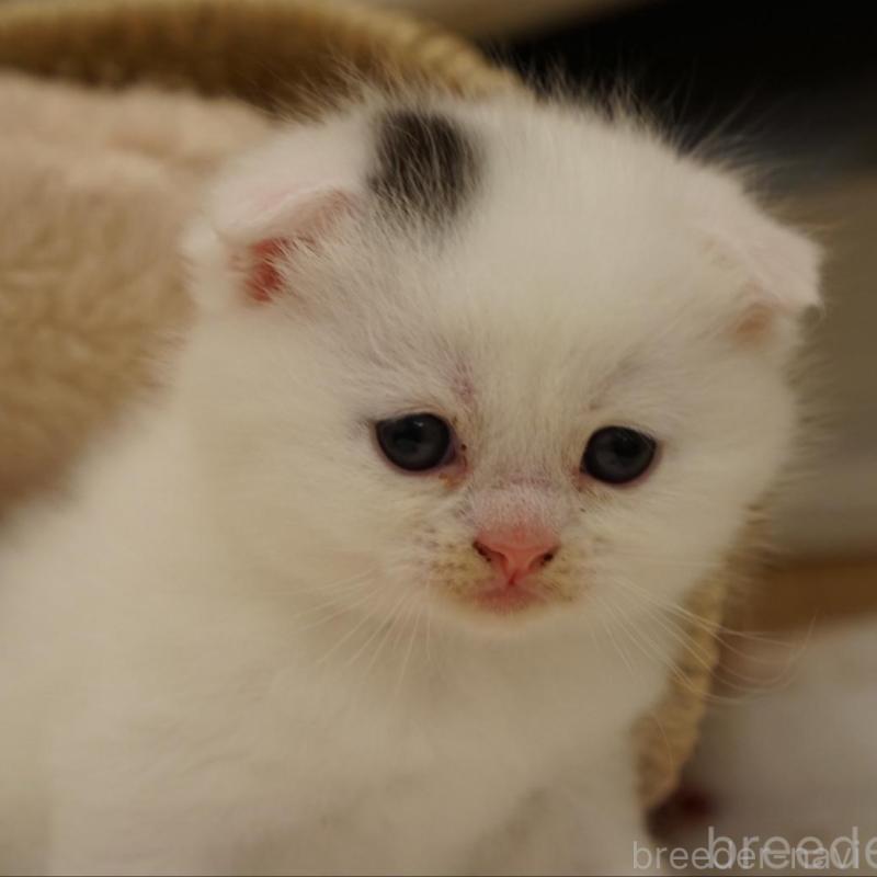 販売中の長野県のスコティッシュフォールド(折れ耳)-138283