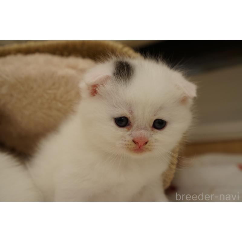 販売中の長野県のスコティッシュフォールド(折れ耳)-138283の2枚目