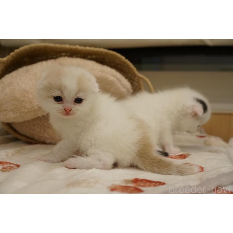 販売中の長野県のスコティッシュフォールド(折れ耳)-138284の3枚目