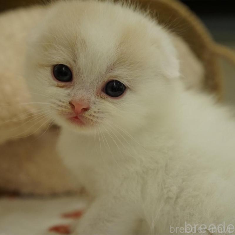 販売中の長野県のスコティッシュフォールド(折れ耳)-138284の1枚目