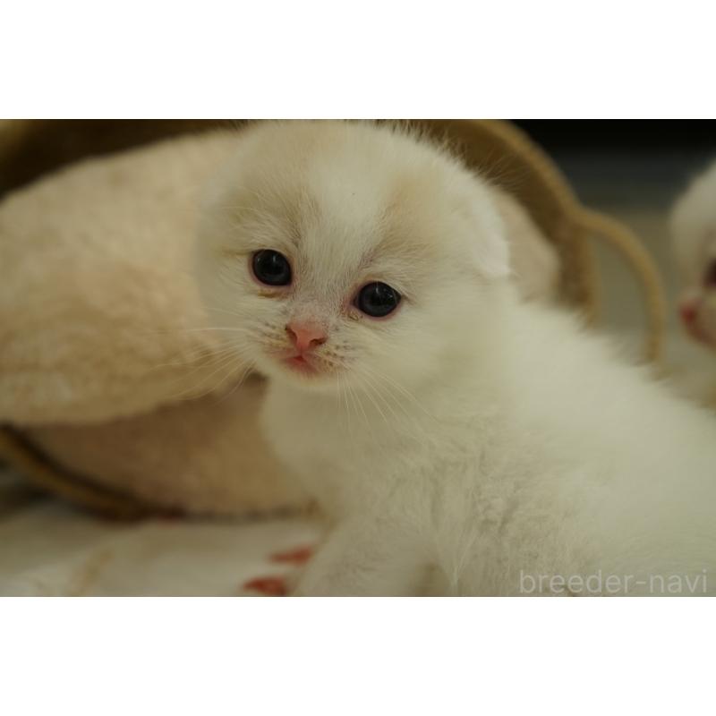 販売中の長野県のスコティッシュフォールド(折れ耳)-138284の2枚目