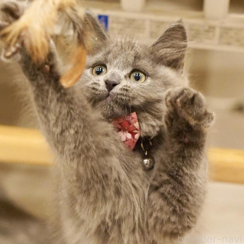 販売中の東京都のサイベリアン-134297の15枚目