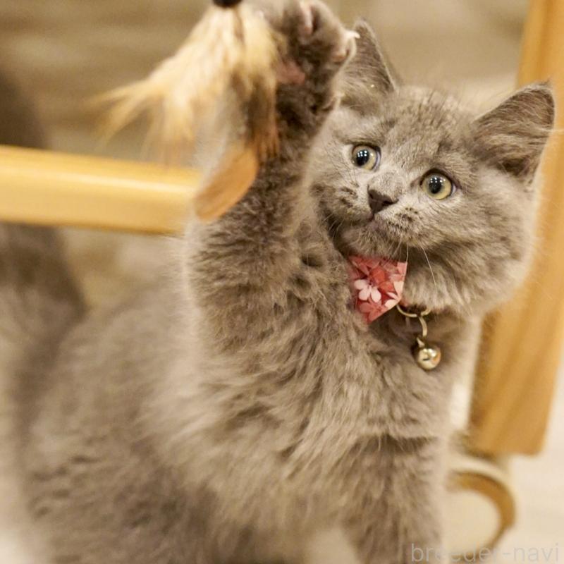 販売中の東京都のサイベリアン-134297の14枚目