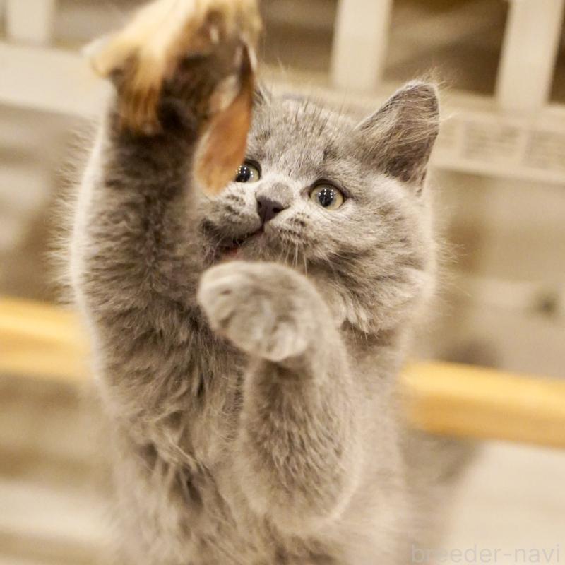 販売中の東京都のサイベリアン-134297の13枚目