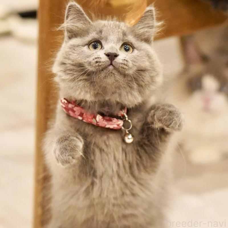 販売中の東京都のサイベリアン-134297の12枚目