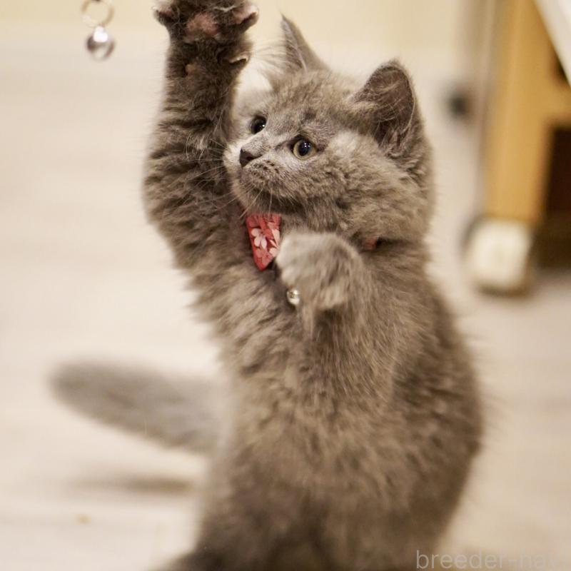 販売中の東京都のサイベリアン-134297の11枚目