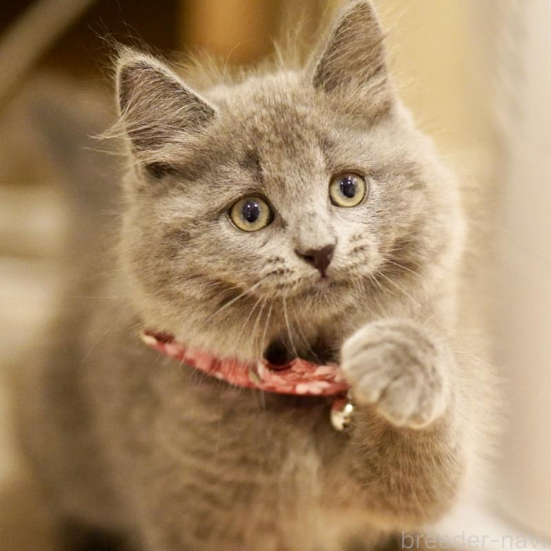 販売中の東京都のサイベリアン-134297の10枚目