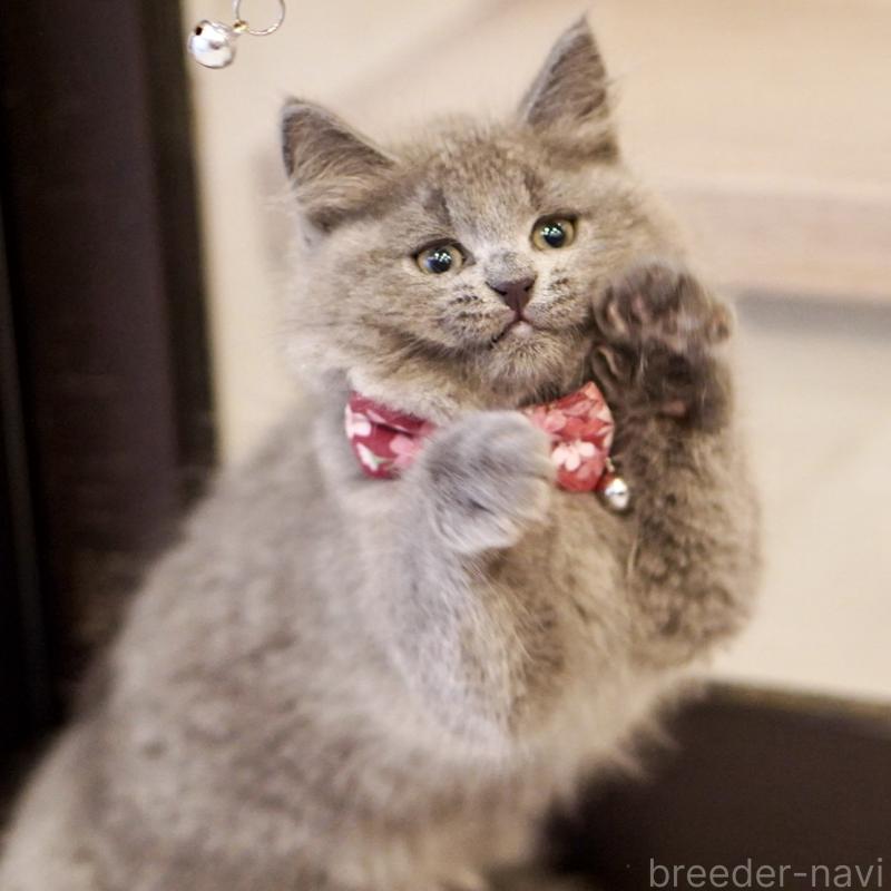 販売中の東京都のサイベリアン-134297の9枚目