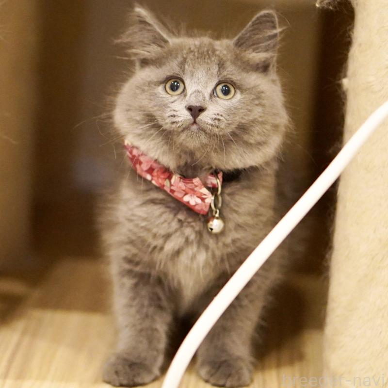 販売中の東京都のサイベリアン-134297の8枚目