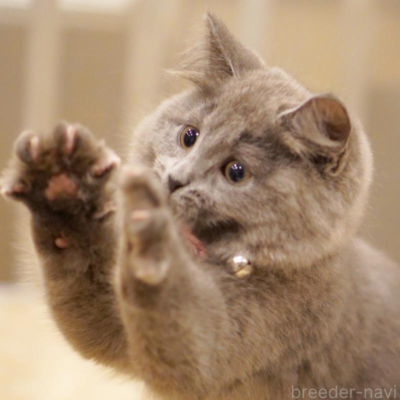 販売中の東京都のサイベリアン-134297の7枚目