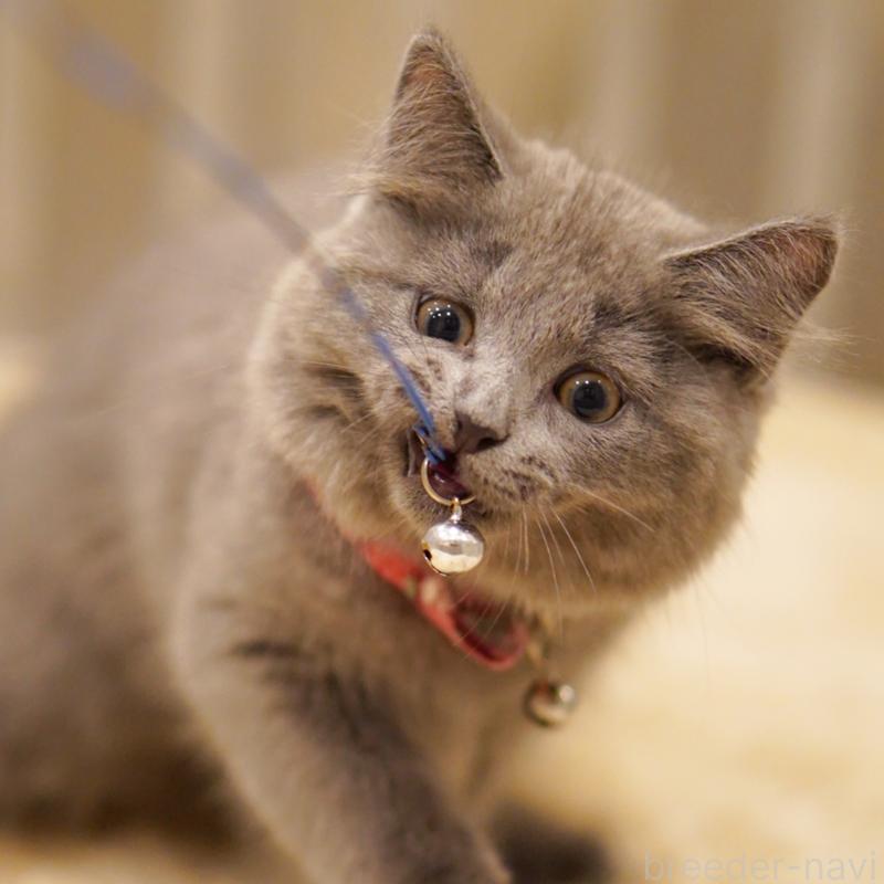 販売中の東京都のサイベリアン-134297の6枚目