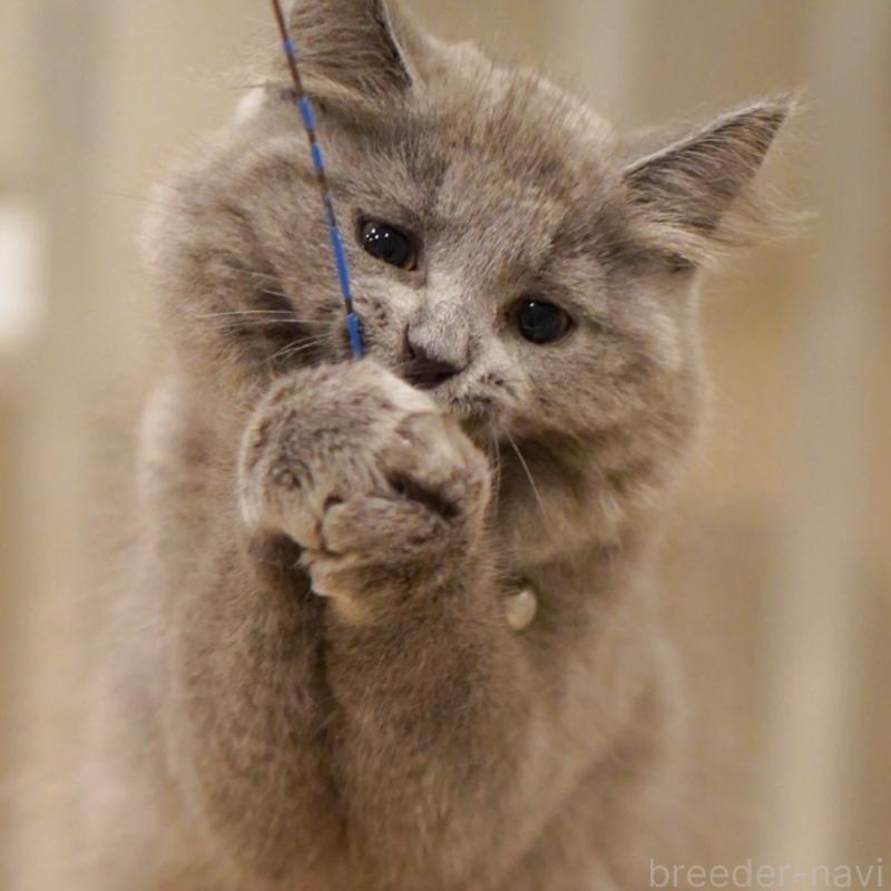 販売中の東京都のサイベリアン-134297の5枚目