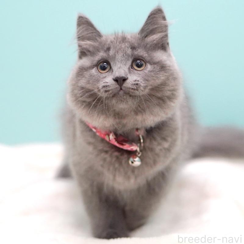 販売中の東京都のサイベリアン-134297の4枚目